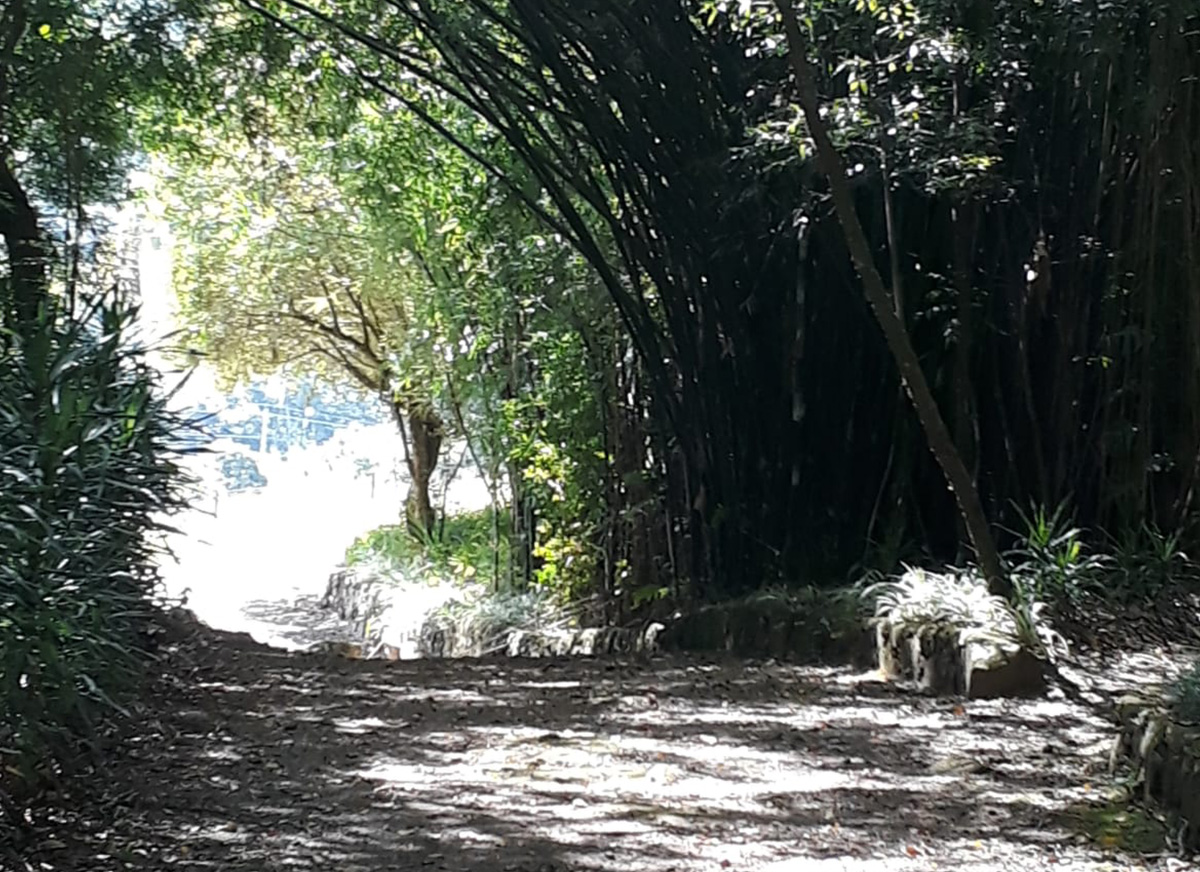 Galeria Caminhada Pinhal Alto