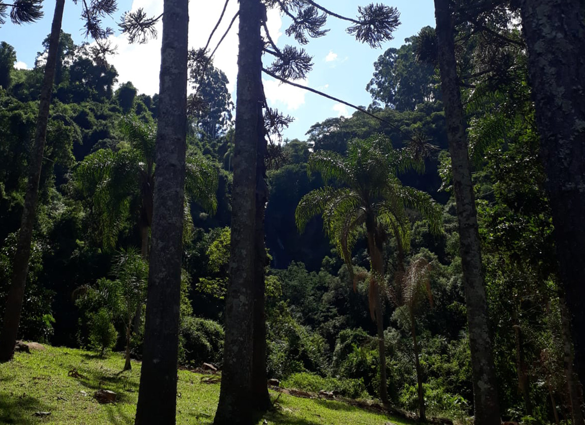 Galeria Caminhada Pinhal Alto